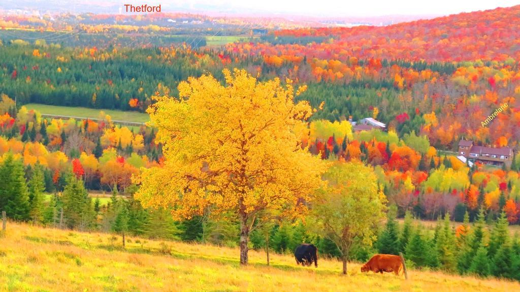 Le Gite Ambrelane Thetford Mines Exterior foto